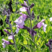 Salvia greggii ‘Smokin’ Lavender’