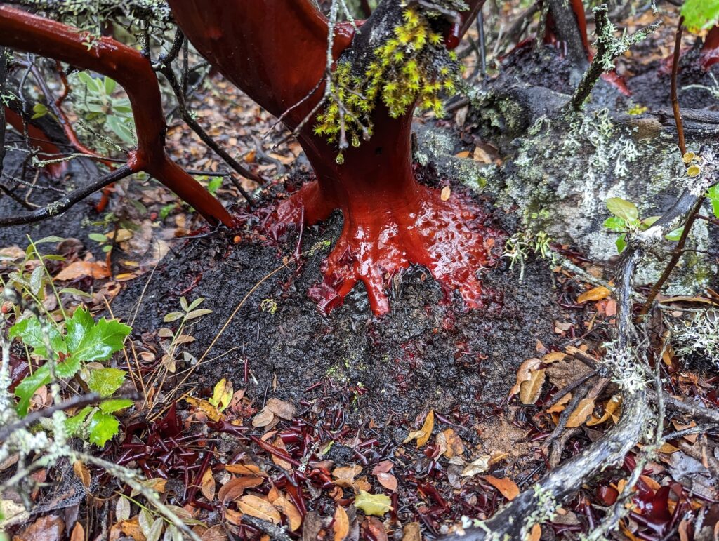 Arctostaphylos glandulosa - Eastwood manzanita