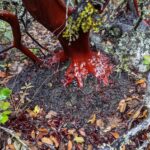 Arctostaphylos glandulosa - Eastwood manzanita