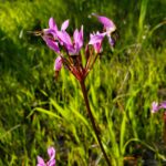 Primula (Dodecatheon) hendersonii - broad-leaved shooting star