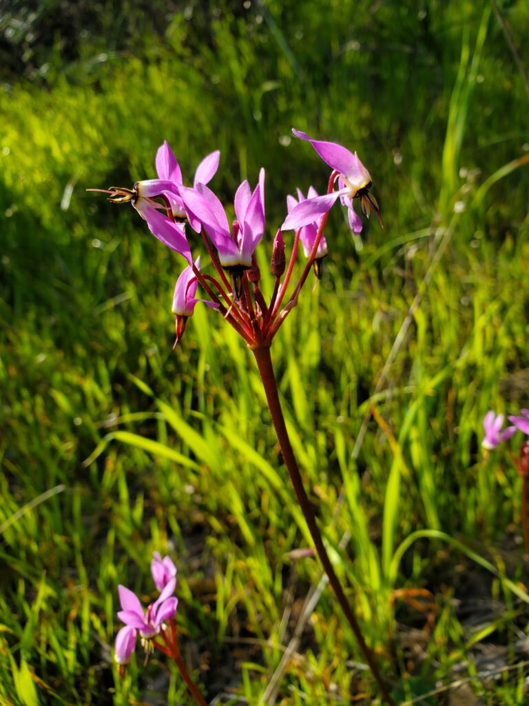 Primula (Dodecatheon) hendersonii - broad-leaved shooting star