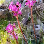 Primula (Dodecatheon) hendersonii - broad-leaved shooting star