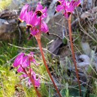 Primula (Dodecatheon) hendersonii - broad-leaved shooting star