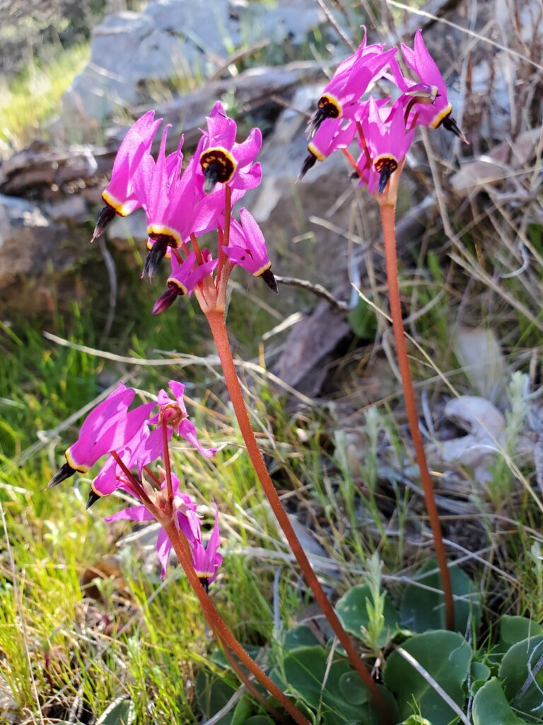 Primula (Dodecatheon) hendersonii - broad-leaved shooting star