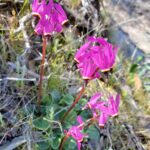 Primula (Dodecatheon) hendersonii - broad-leaved shooting star