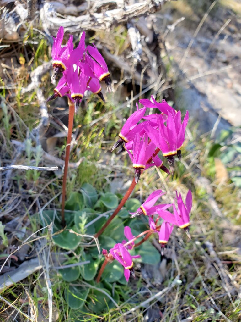 Primula (Dodecatheon) hendersonii - broad-leaved shooting star