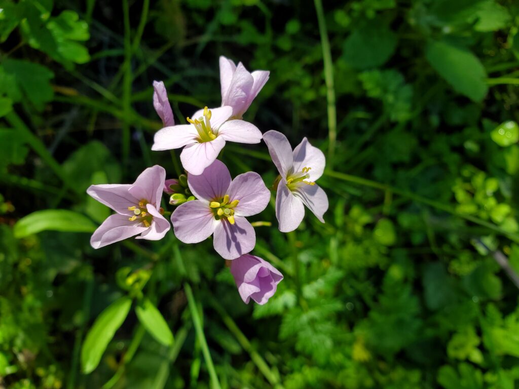 Cardamine californica - milk maids