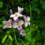 Cardamine californica - milk maids