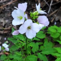 Cardamine californica