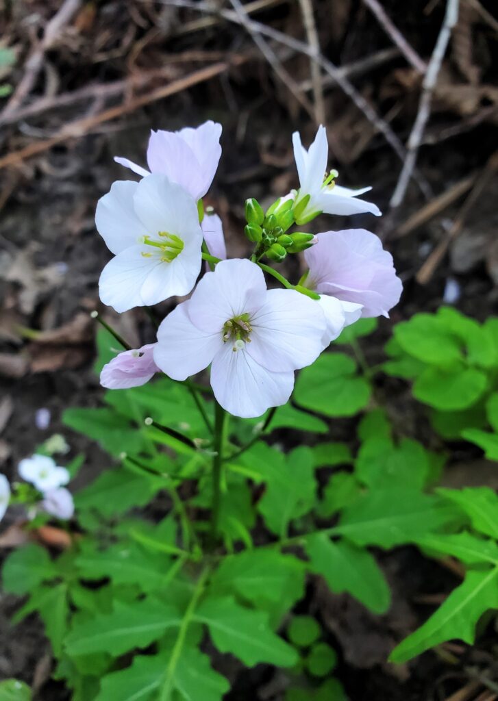Cardamine californica - milk maids