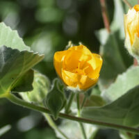 Abutilon palmeri