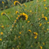 Amsinckia menziesii
