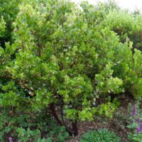 Arctostaphylos manzanita x ‘Molino Corner’
