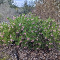 Arctostaphylos insularis ‘Canyon Sparkles’