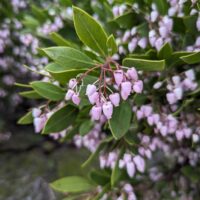 Arctostaphylos stanfordiana