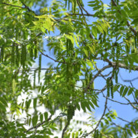 Juglans hindsii