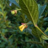 Lonicera involucrata