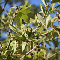 Platanus racemosa