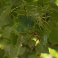 Populus fremontii