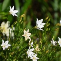 Triteleia laxa ‘Silver Queen’