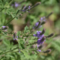 Verbena lasiostachys