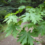 Acer macrophyllum - bigleaf maple