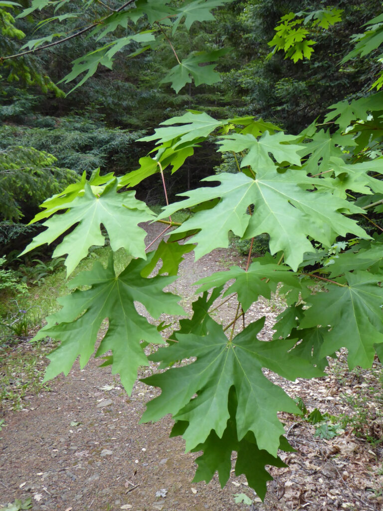 Acer macrophyllum - bigleaf maple