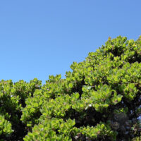 Arctostaphylos sensitiva