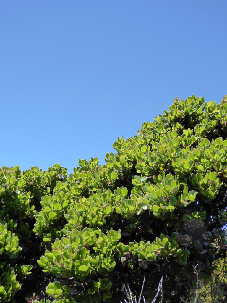 Arctostaphylos sensitiva - glossyleaf manzanita