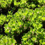 Arctostaphylos sensitiva - glossyleaf manzanita