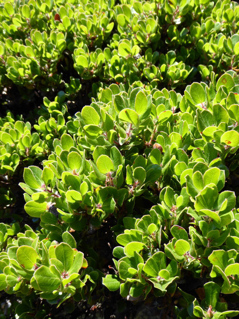 Arctostaphylos sensitiva - glossyleaf manzanita