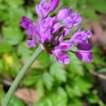 Allium dichlamydeum - coast onion