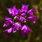 Allium dichlamydeum - coast onion