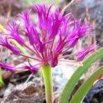 Allium falcifolium - sickle leaf onion