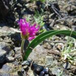 Allium falcifolium - sickle leaf onion