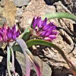 Allium falcifolium - sickle leaf onion