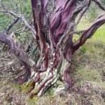Arctostaphylos manzanita - common manzanita