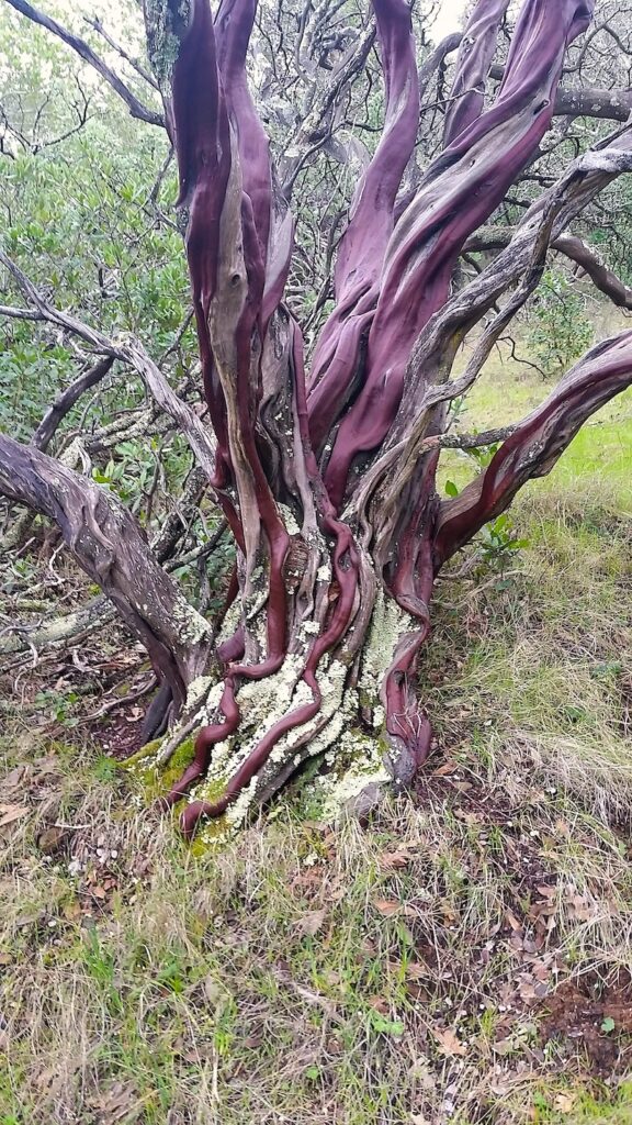 Arctostaphylos manzanita - common manzanita