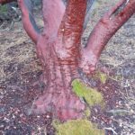 Arctostaphylos manzanita - common manzanita