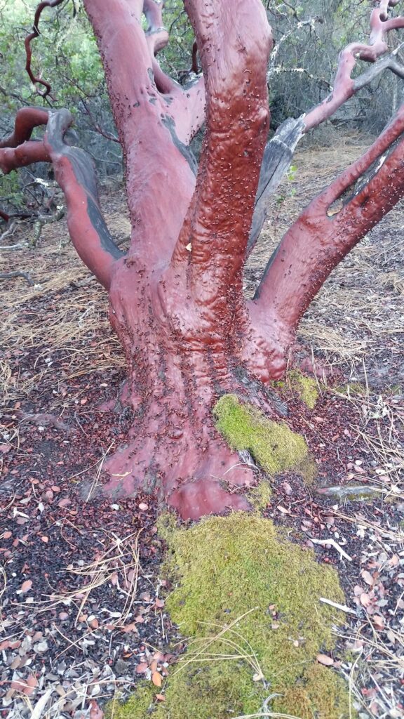 Arctostaphylos manzanita - common manzanita