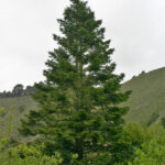 Abies grandis - grand fir