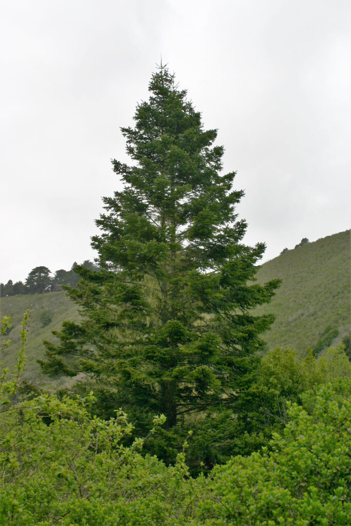Abies grandis - grand fir