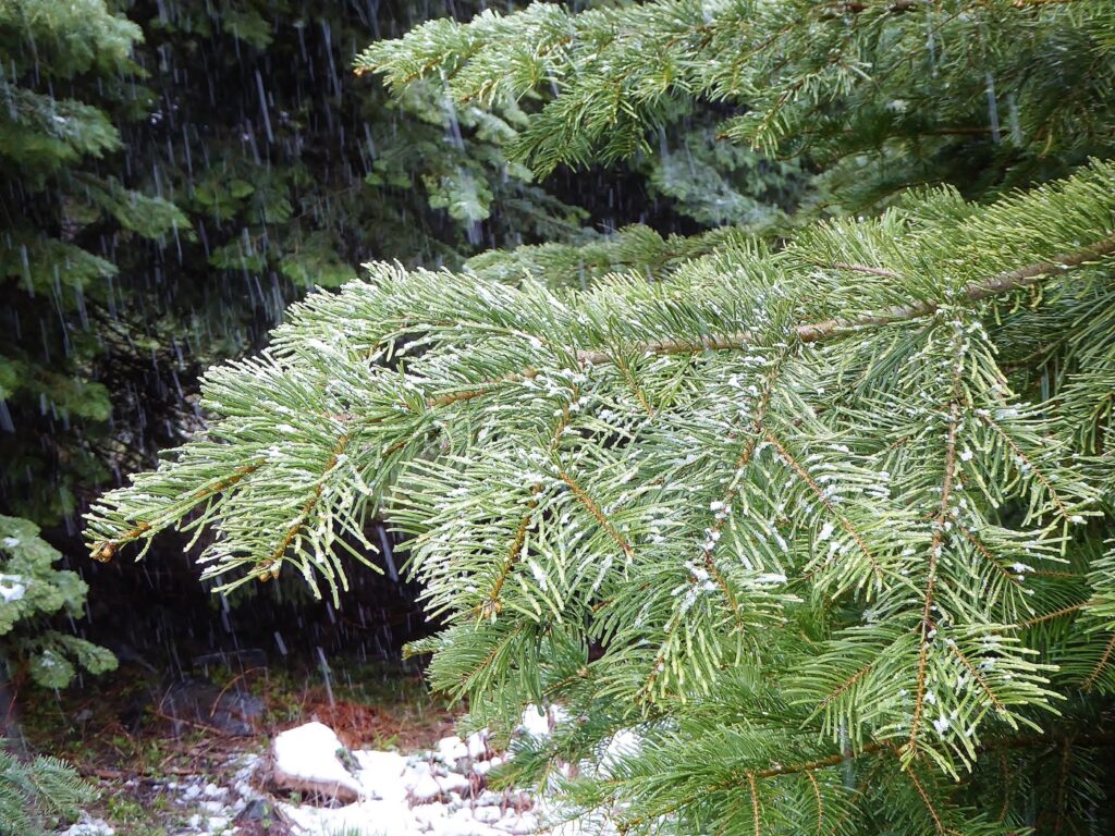 Abies concolor - white fir