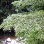 Abies concolor - white fir