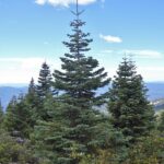 Abies concolor - white fir