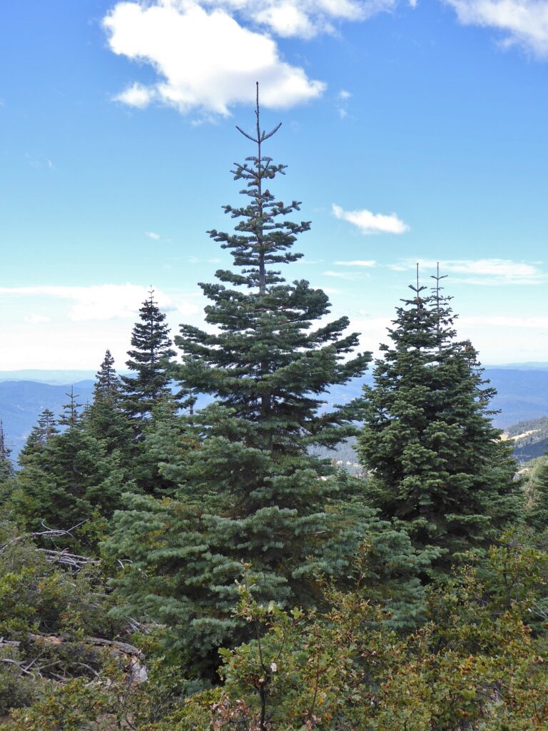 Abies concolor - white fir