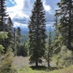 Abies concolor - white fir