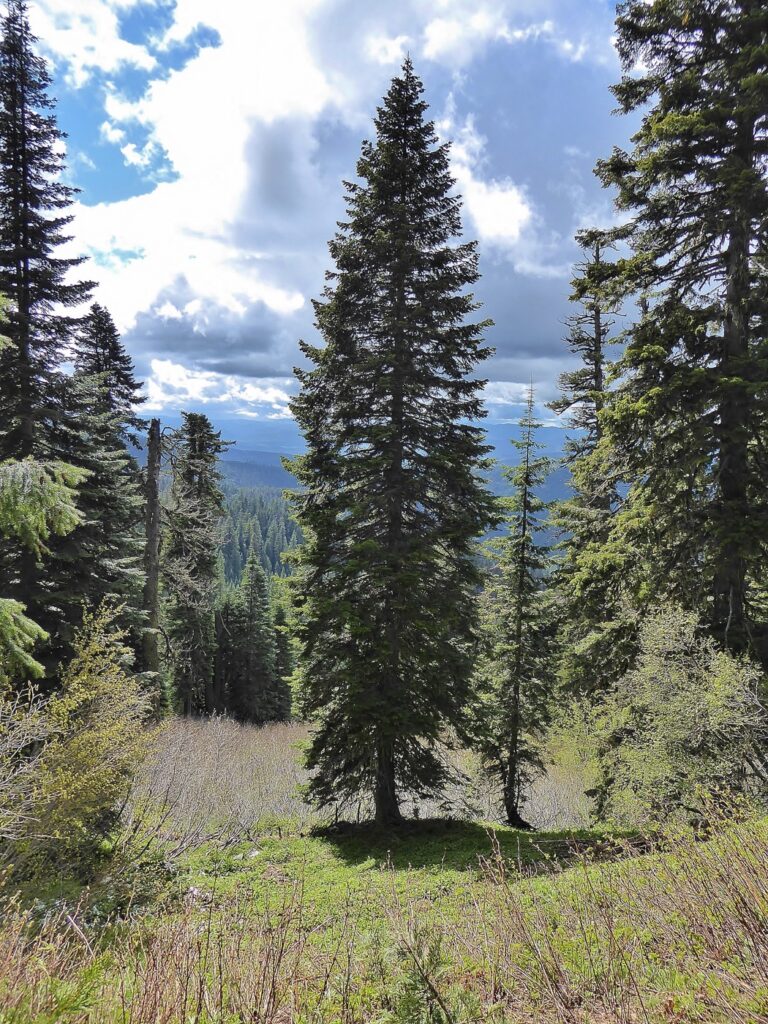 Abies concolor - white fir