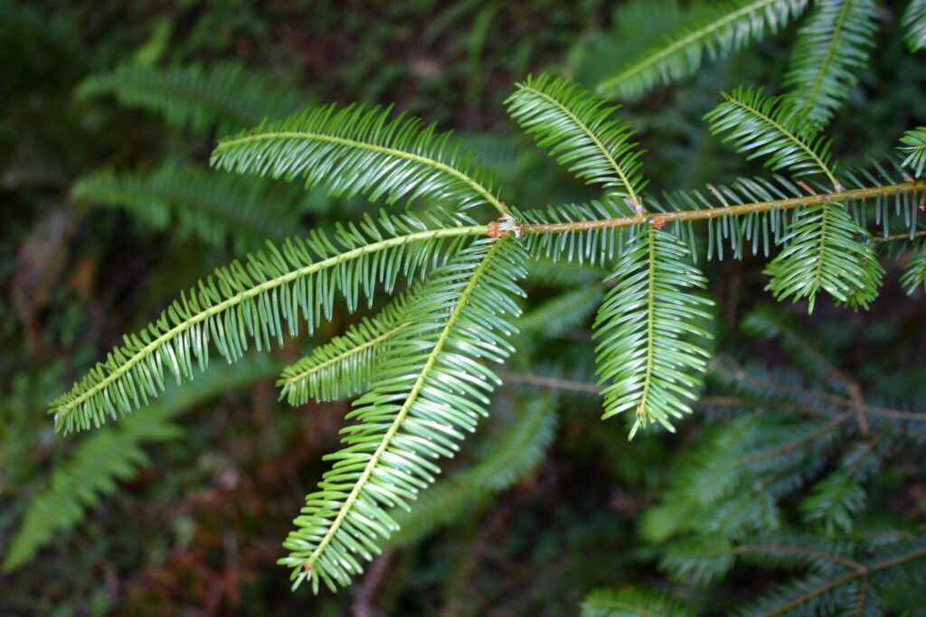 Abies grandis - grand fir