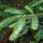 Abies grandis - grand fir